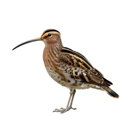 Great snipe