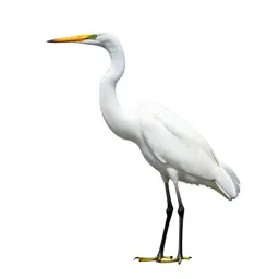 Great white heron