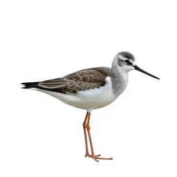 Greater yellowlegs