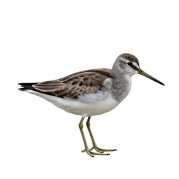 Greenshank