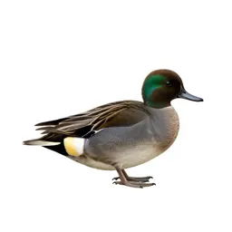 Greenwing