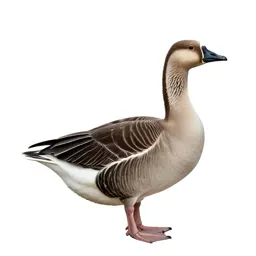 Greylag