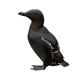 Guillemot