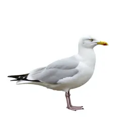 Gull