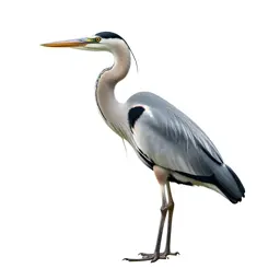 Heron