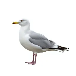 Herring gull