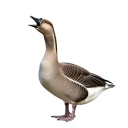 Honker