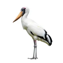 Jabiru