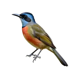 Jacamar