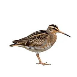 Jacksnipe