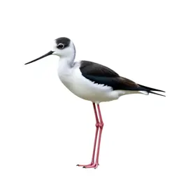 Kaki