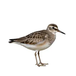 Killdeer