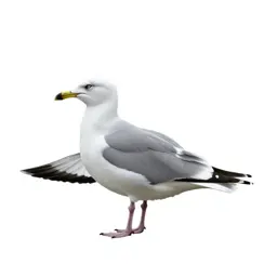 Kittiwake
