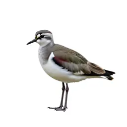 Lapwing