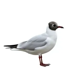 Laughing gull