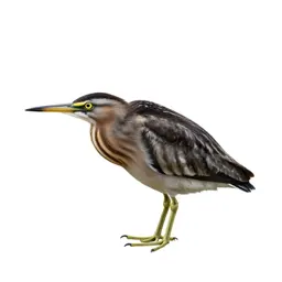 Least bittern