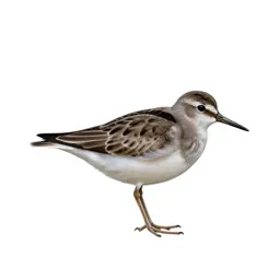 Least sandpiper