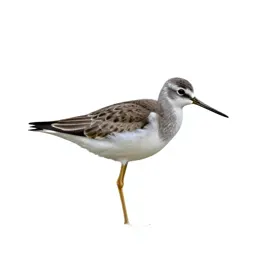 Lesser yellowlegs