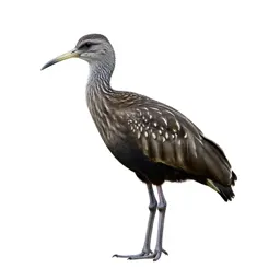 Limpkin