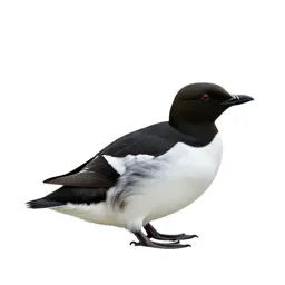 Little auk