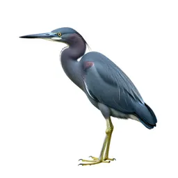 Little blue heron