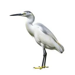 Little egret