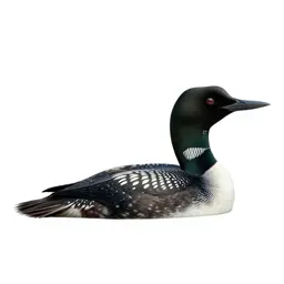 Loon