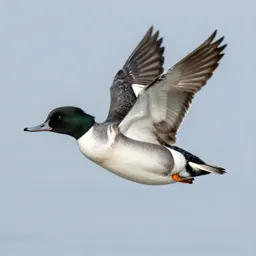 Merganser