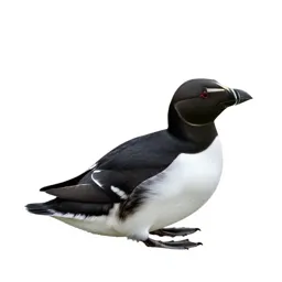 Murre