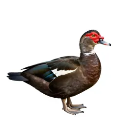 Muscovy duck