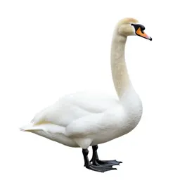 Mute swan