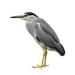 Night heron