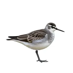 Northern phalarope