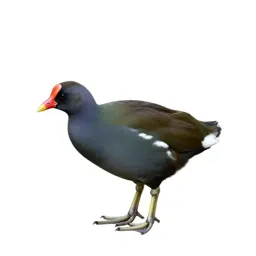 Notornis