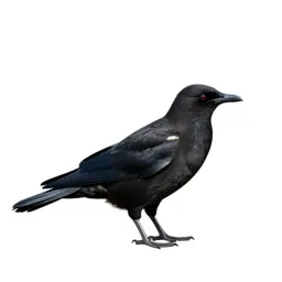 Parasitic jaeger