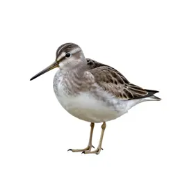 Pectoral sandpiper