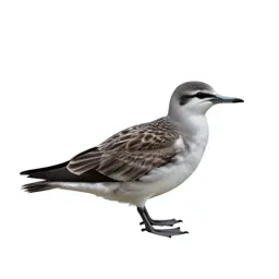 Pelagic bird