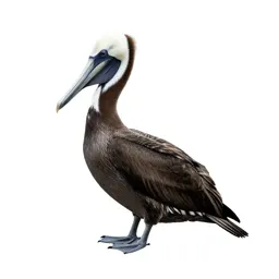 Pelecaniform seabird