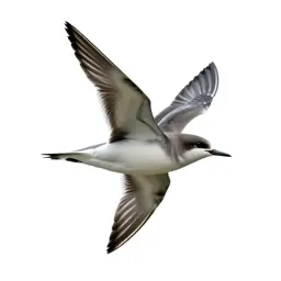 Petrel