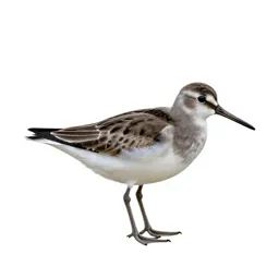 Phalarope