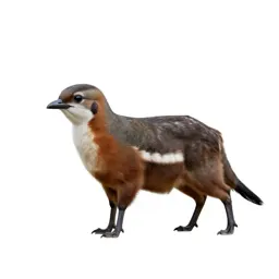 Piculet