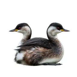 Pied-billed grebe