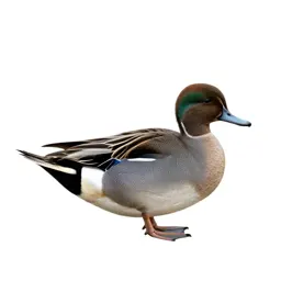 Pintail