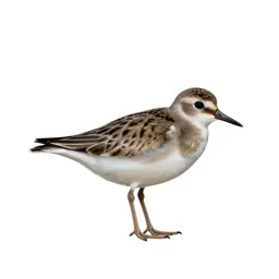 Piping plover