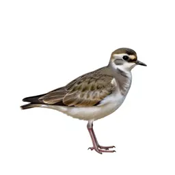 Plover
