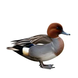 Pochard
