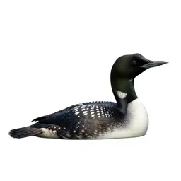 Podicipitiform seabird