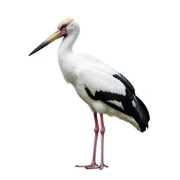 Policeman bird