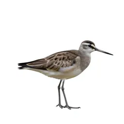 Pratincole
