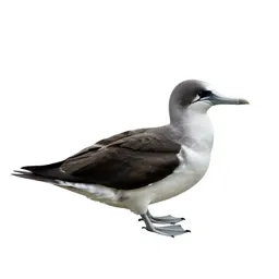 Procellariiform seabird